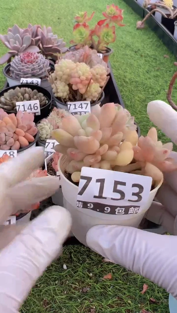 【闪购商品】信福多肉一物一拍