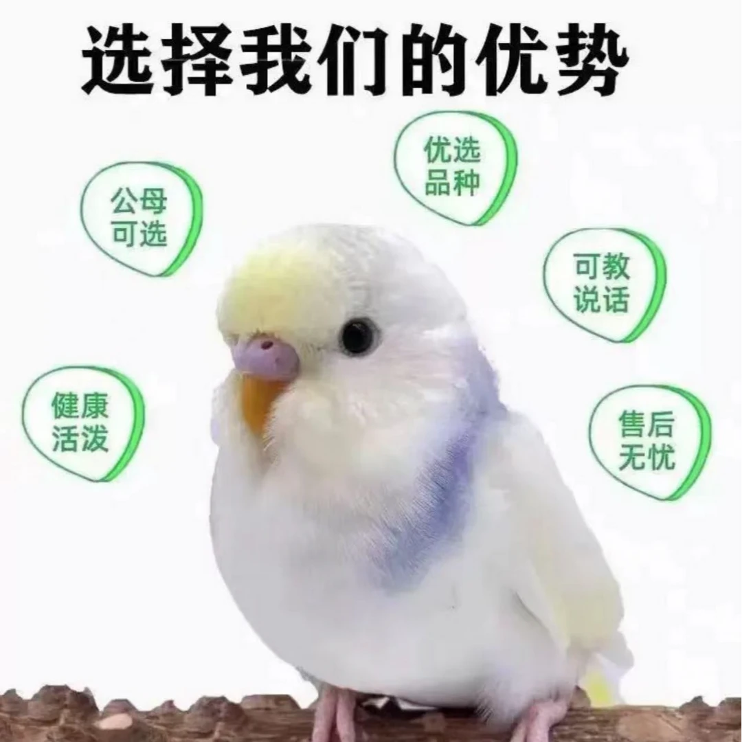 特色国血大头鹦鹉活鸟可学说话可手养鹦鹉