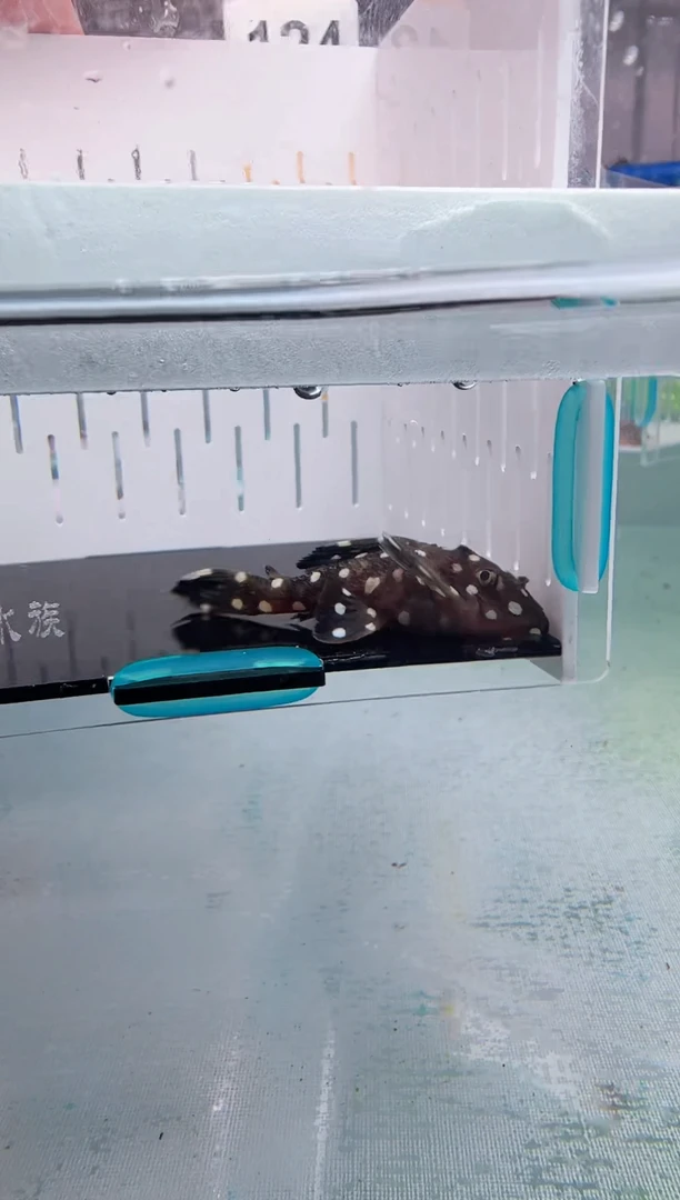 清道夫5.7不包入缸损124