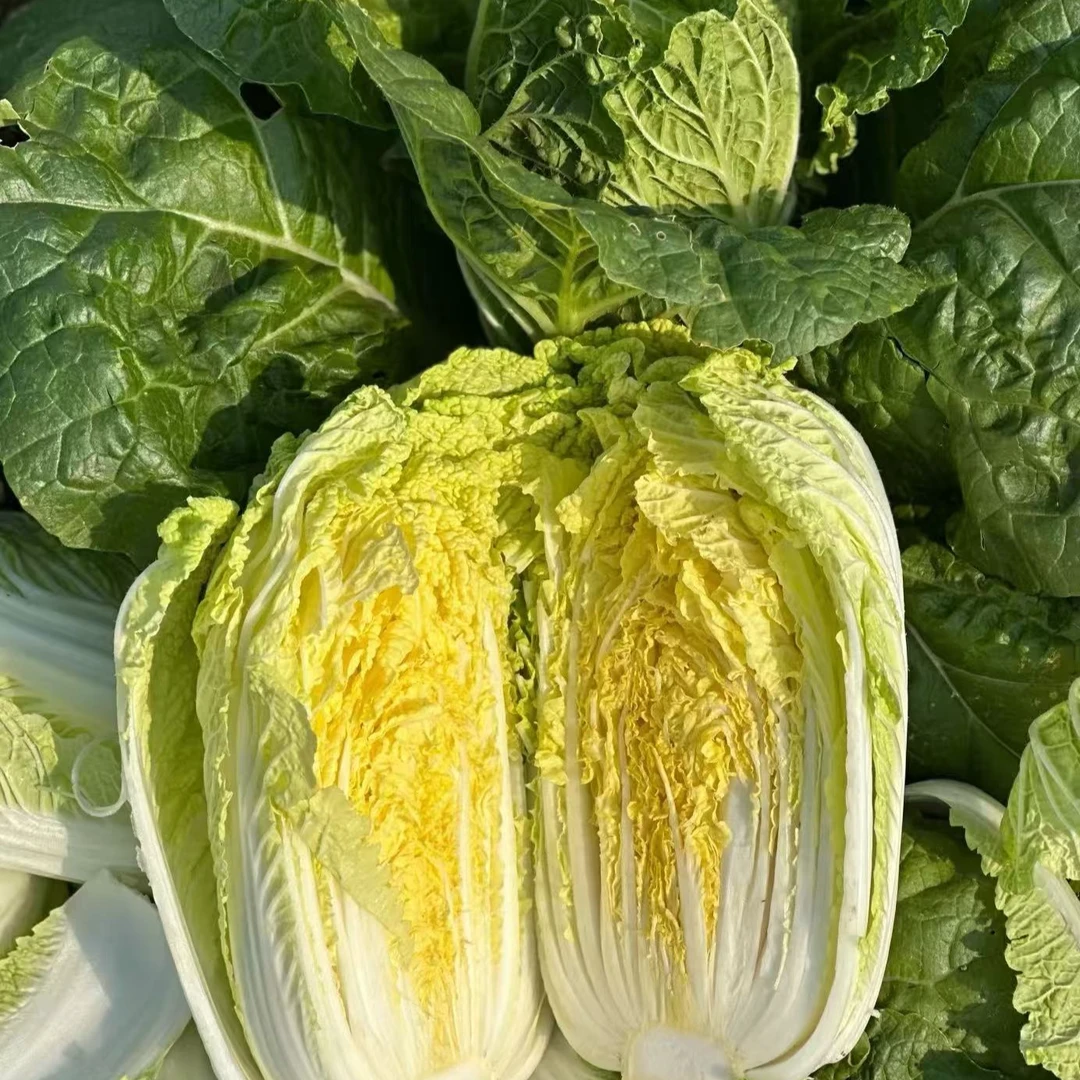 [普禾农场]生态自然放心蔬菜大娃娃菜