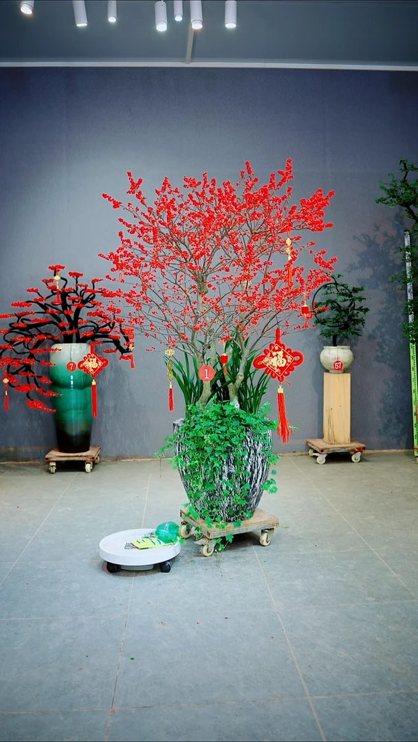 当前无花朵，栽培后可花朵注**工一对两颗  一物一拍绿植