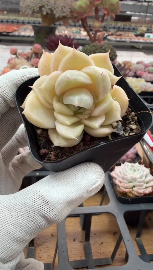 东云多肉园二店-57