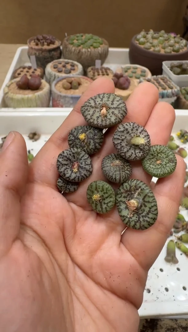 多肉植物肉锥4-92