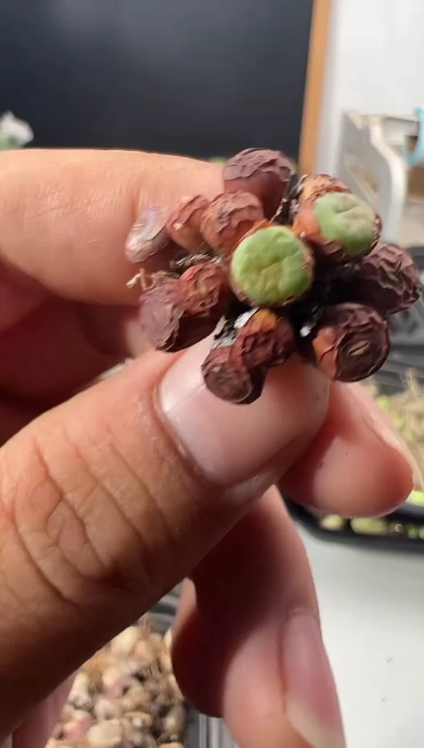 一物一拍         645
