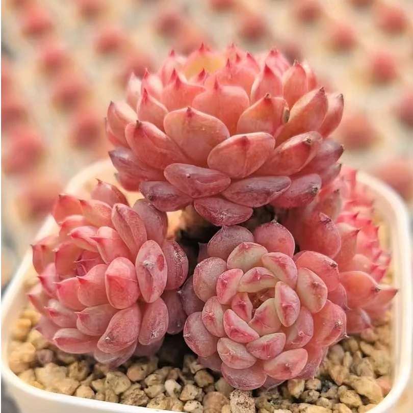 【直播链接30包邮】妙妙多肉植物直播间一物一拍群生不包整