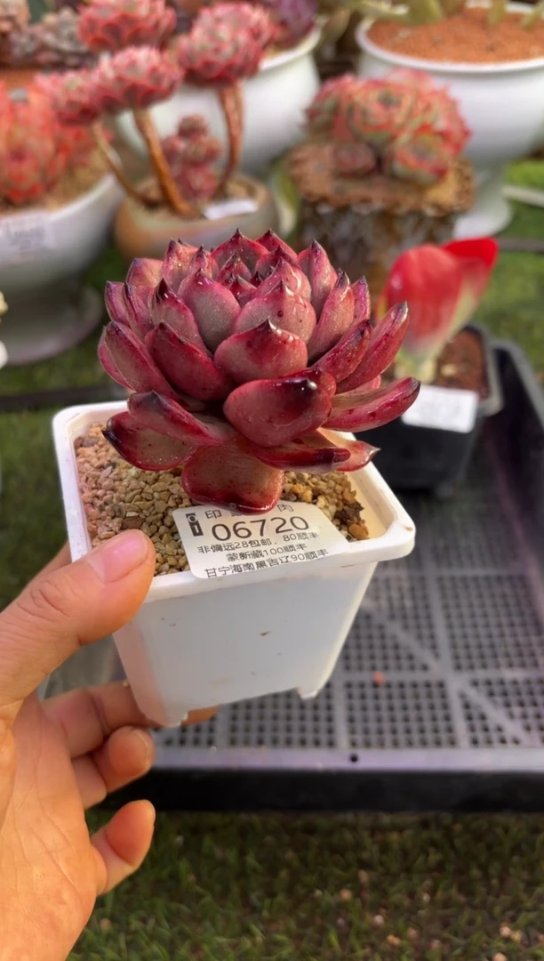 【闪购商品】06720