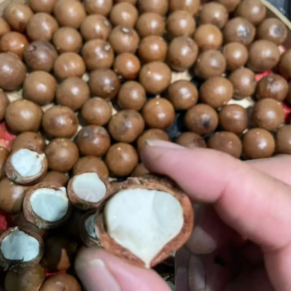 云南高原新鲜采摘奶香夏威夷果产地直发无开果器