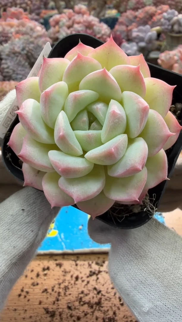 东云多肉园二店-338