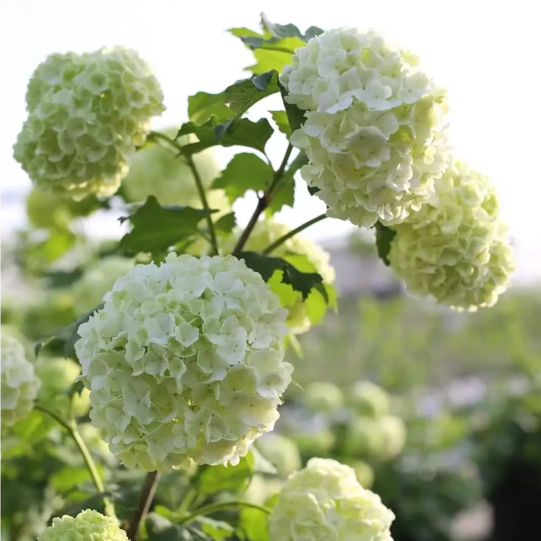 【欧洲木绣球玫瑰】南北方都可栽植好活易打理家庭园艺景观中华