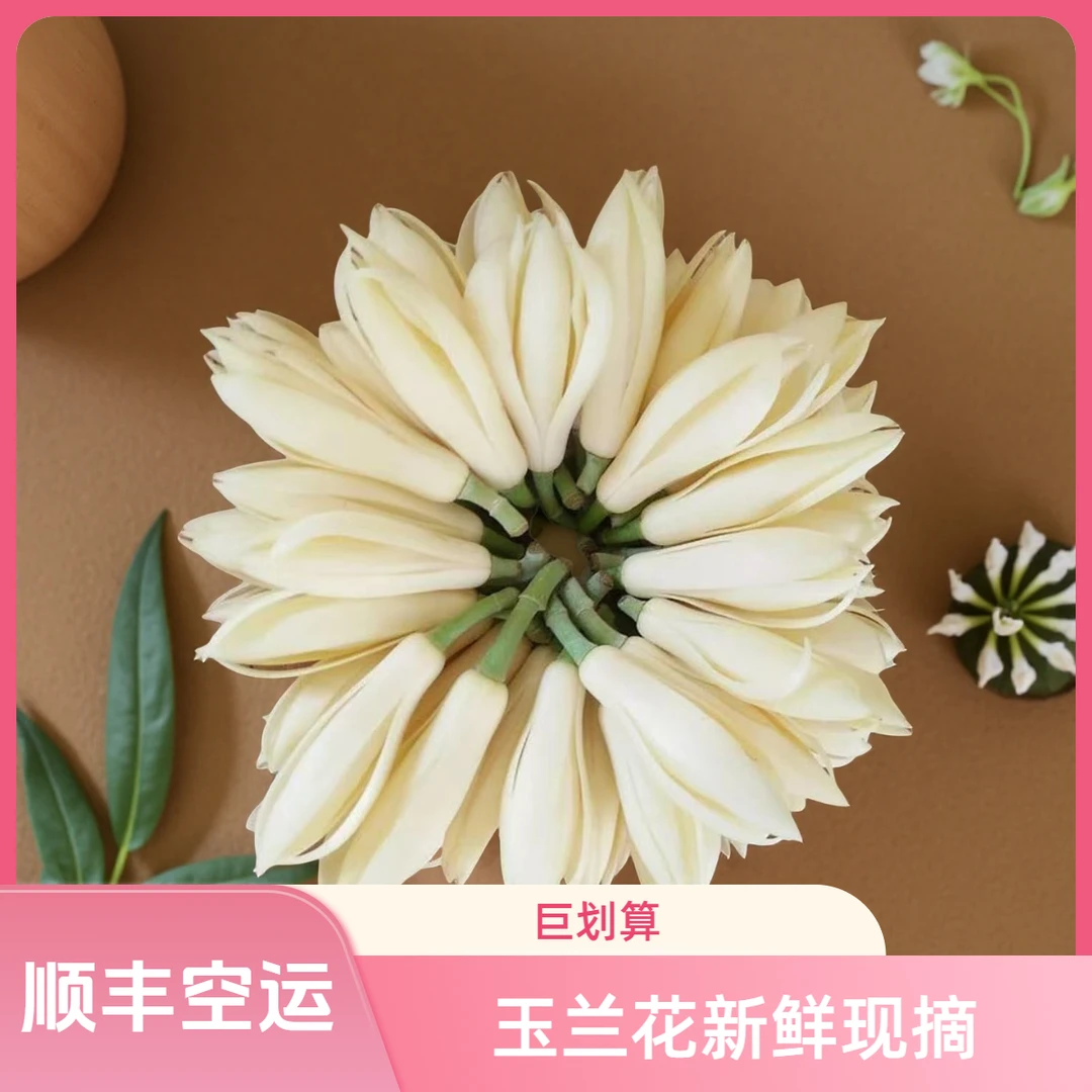 玉兰花鲜花白兰花新鲜采摘现摘花朵花苞黄角兰黄果兰鲜花挂饰顺丰
