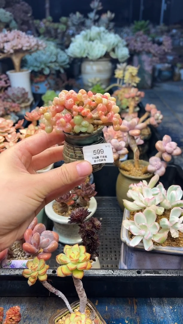 菀****…599             不带盆