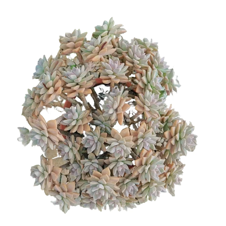 超大地栽淡雪      多肉植物