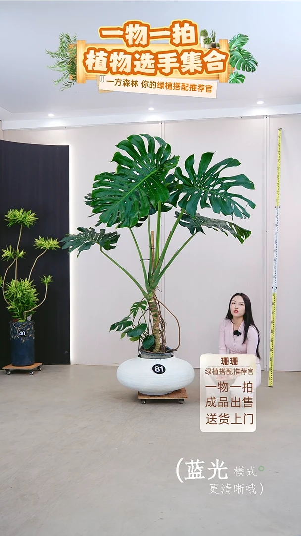 无花朵㣻*?龟背竹连盆种好栽好一整套送货上门