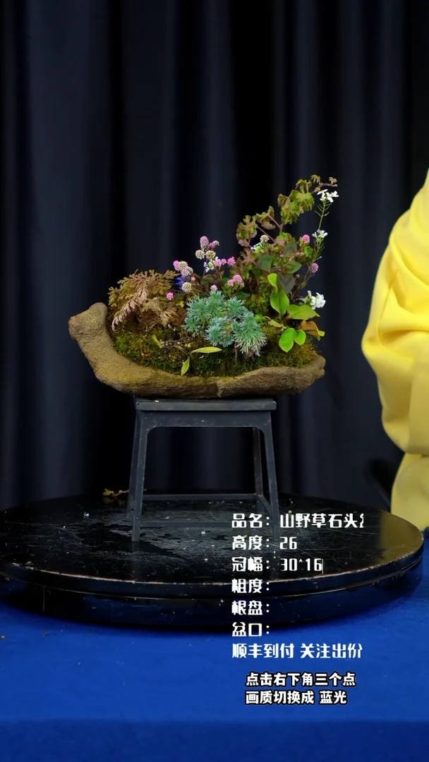 【闪购商品】山野草石头盆