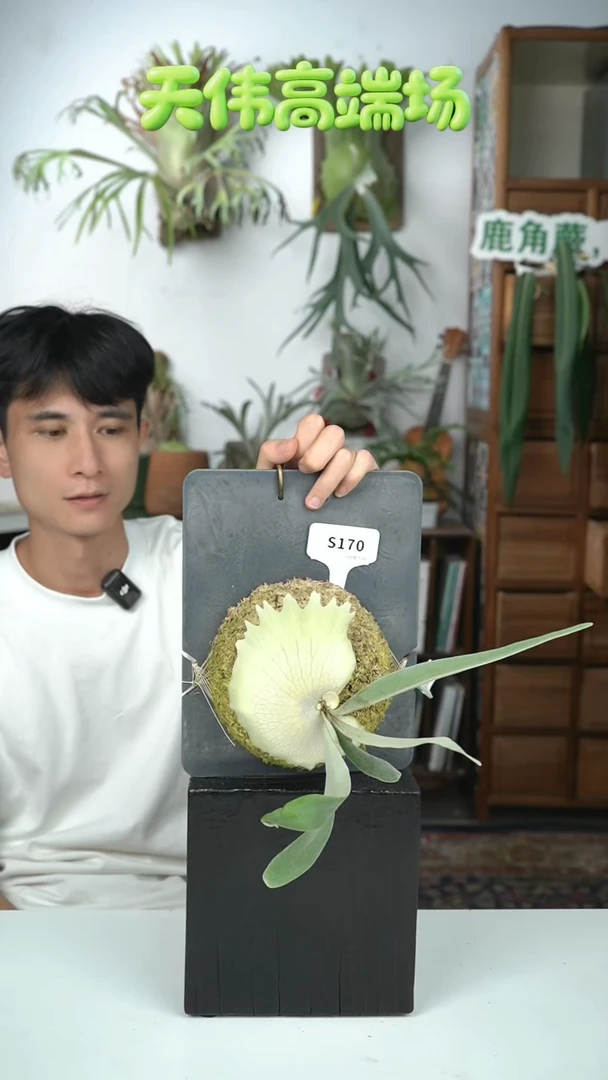 不开花植物S170-pn月光  野银混播