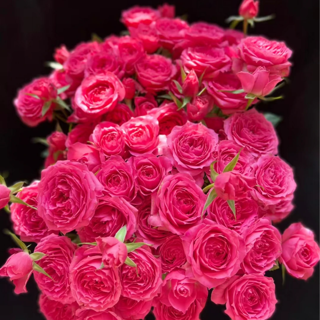 【苏菲宝贝多头玫瑰】【叁叁专属】云南基地直发鲜花批发包邮