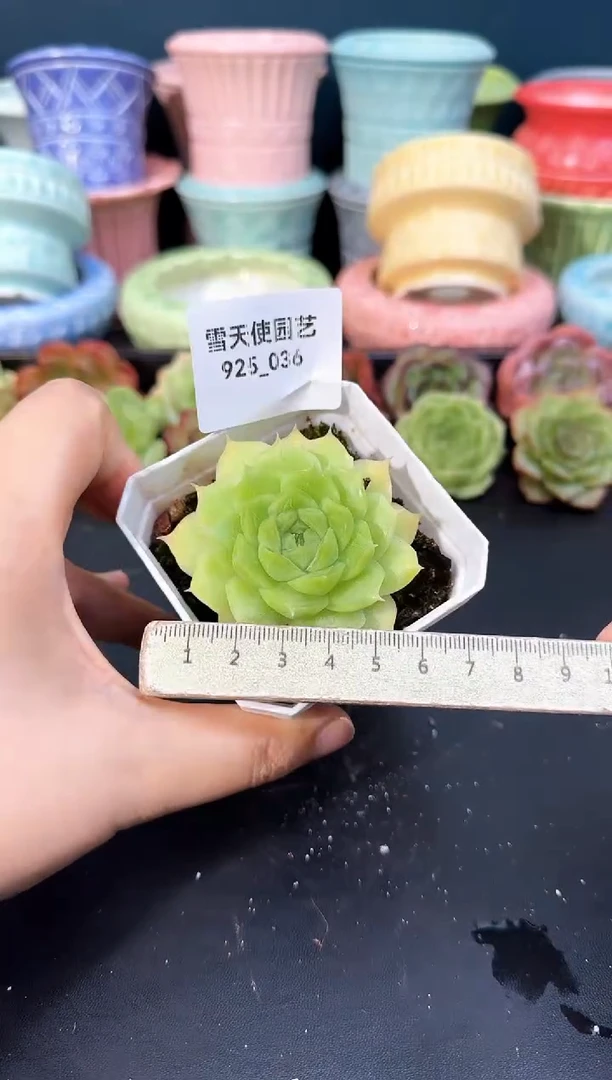 925-036美妮杂（冠幅5cm）