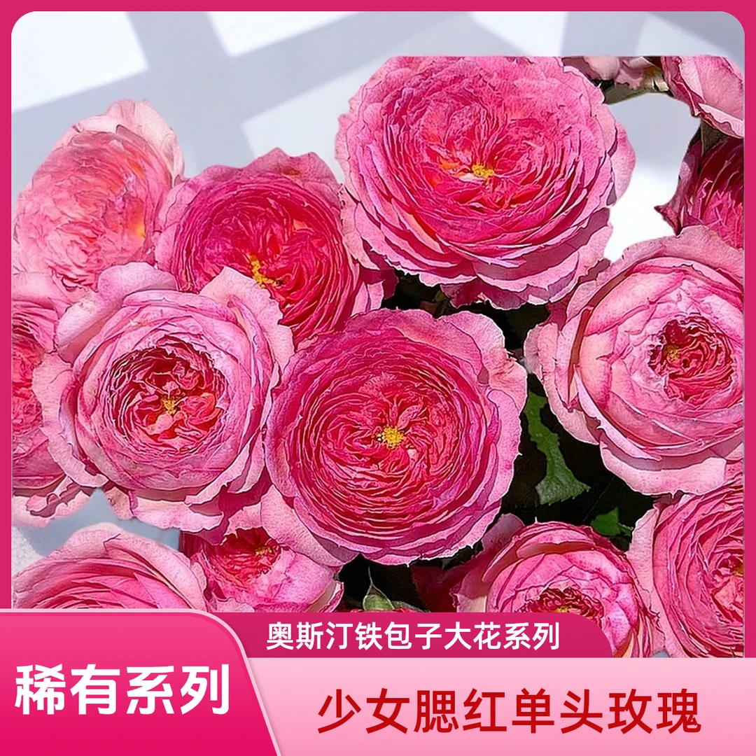 【AAA少女腮红单头玫瑰】奥斯汀铁包子粉色大花系列，浓郁香甜气息！