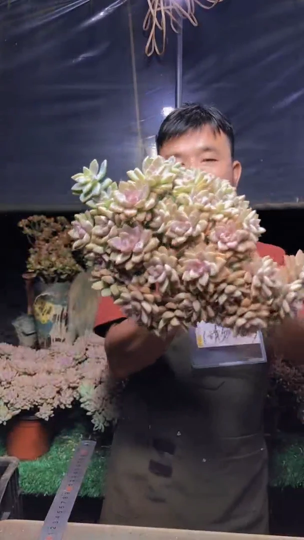 209淡雪缀化一物一拍