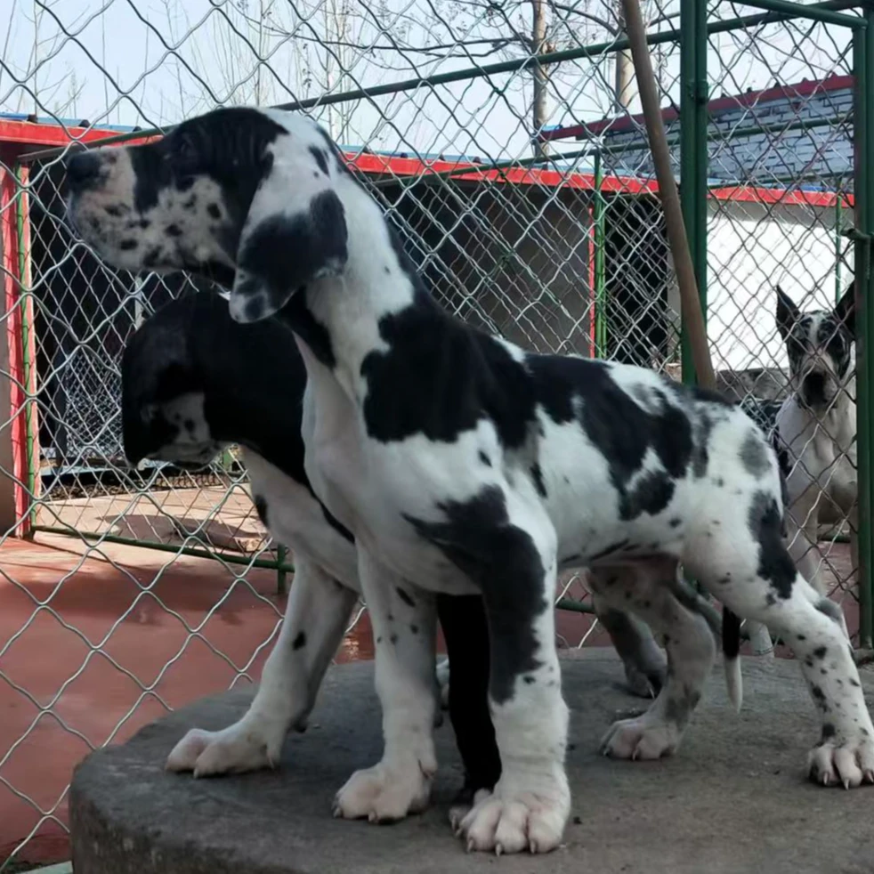 大型花丹犬狗狗活体链接