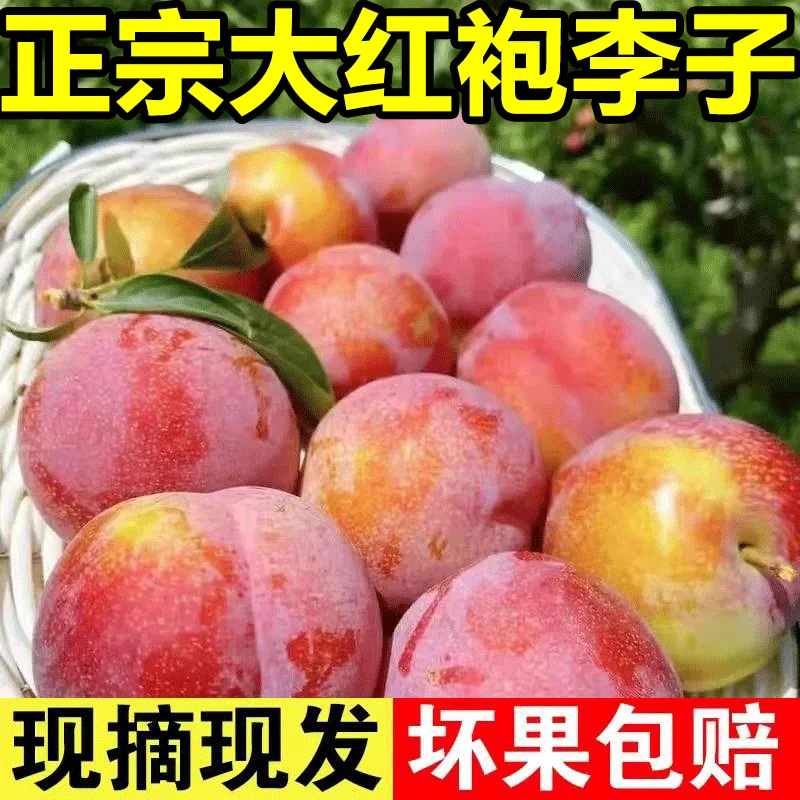 正宗东北大红袍李子甜脆黄心5斤当季孕妇水果酸脱骨干核大李子