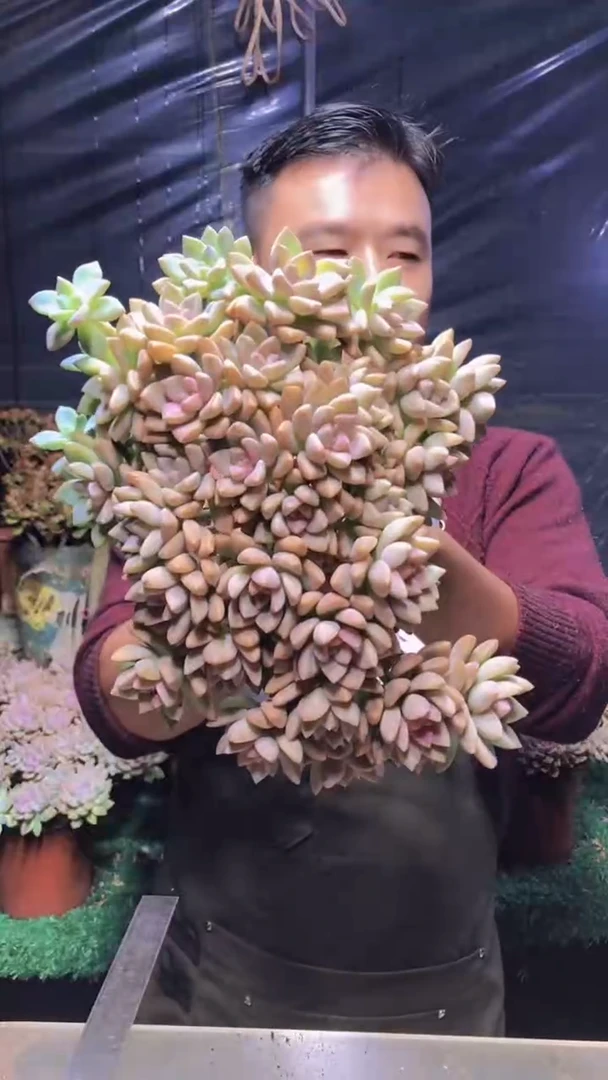 198淡雪缀化（一物一拍）