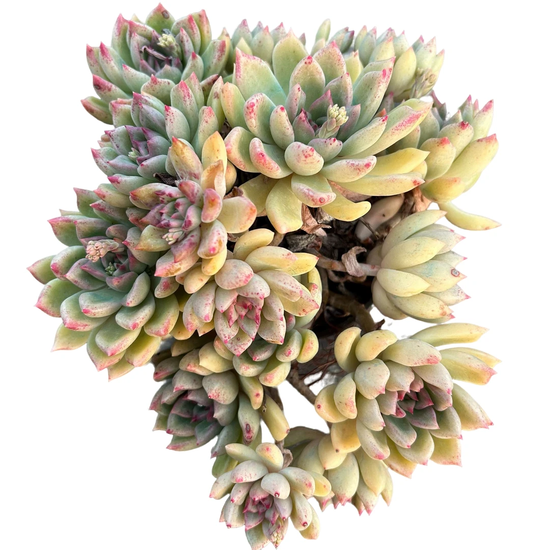 老桩油漆桶带盆土 多肉植物室内绿植净化空气