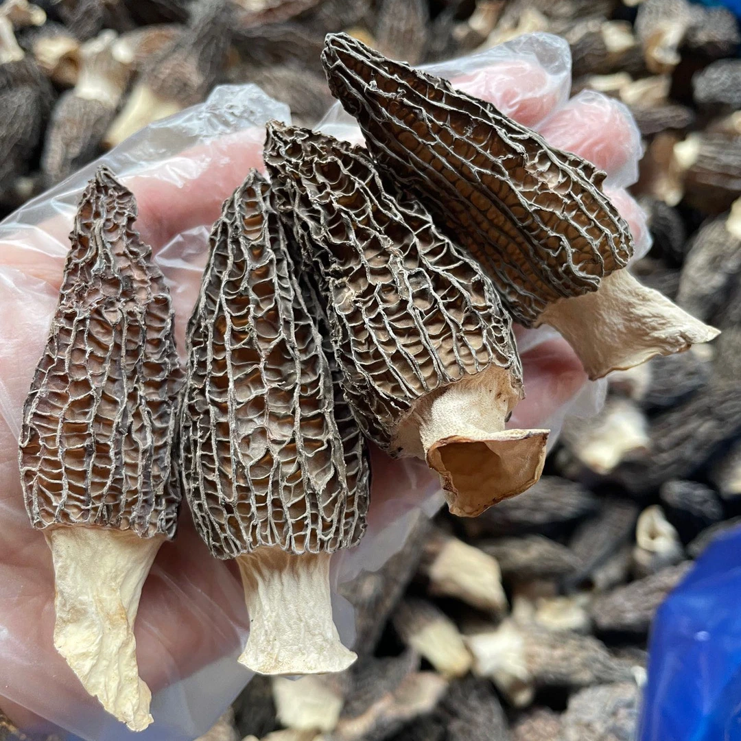 干羊肚菌礼盒干散装农产品煲汤好料