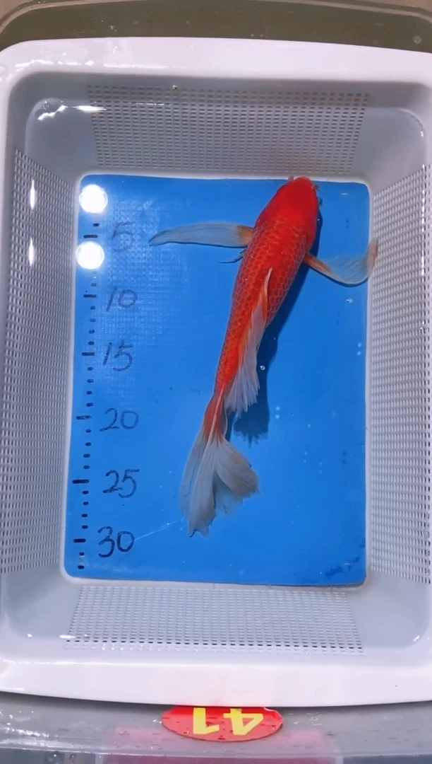 锦鲤锦鲤蝴蝶鲤鱼拍开箱视频包售后