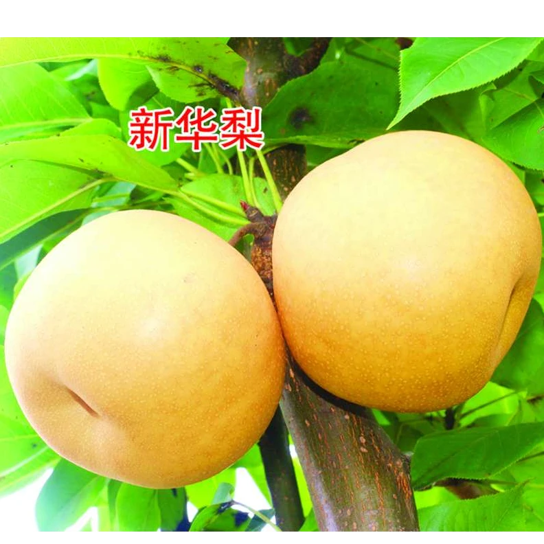 新华梨，好管理不拉枝，高产优质