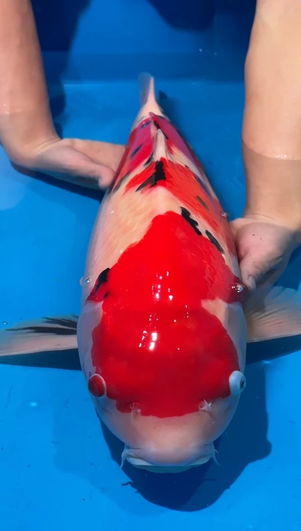 锦鲤佛山金隆锦鲤直播专用闪购链接，不支持7天无理由退货退款