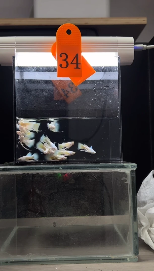 孔雀鱼满鳞黄金长带编码34