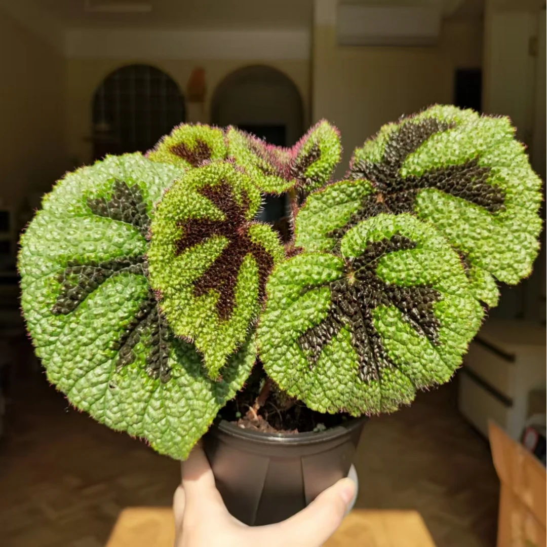 【热植馆】美纹秋海棠好养网红ins风带植物绿植花卉植物室内植物