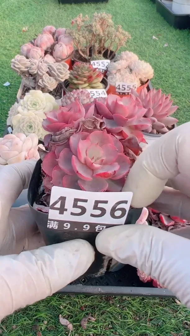 【闪购商品】信福多肉一物一拍