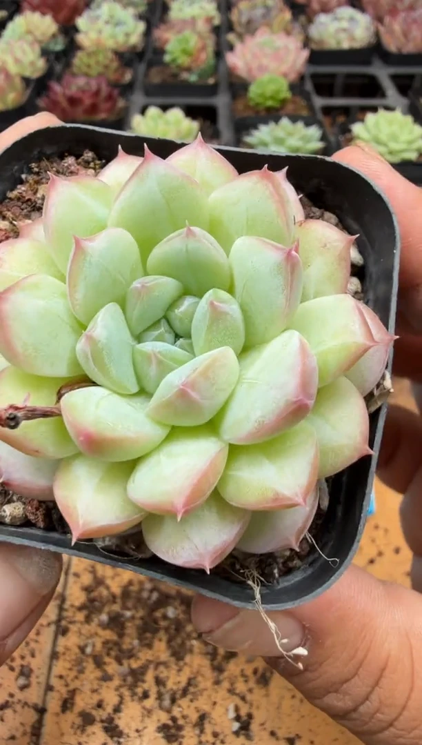 东云多肉园二店-368