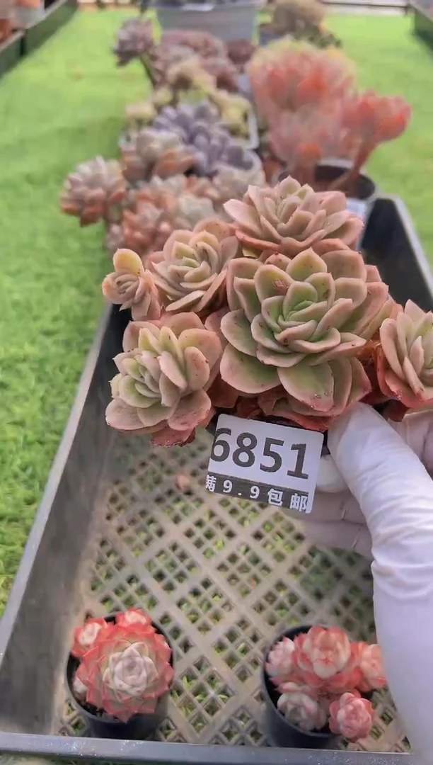 【闪购商品】信福多肉一物一拍