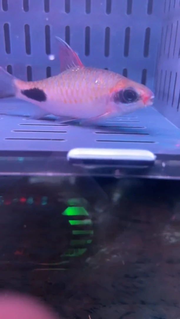 鱼蟹虾精选精品道金斯巴