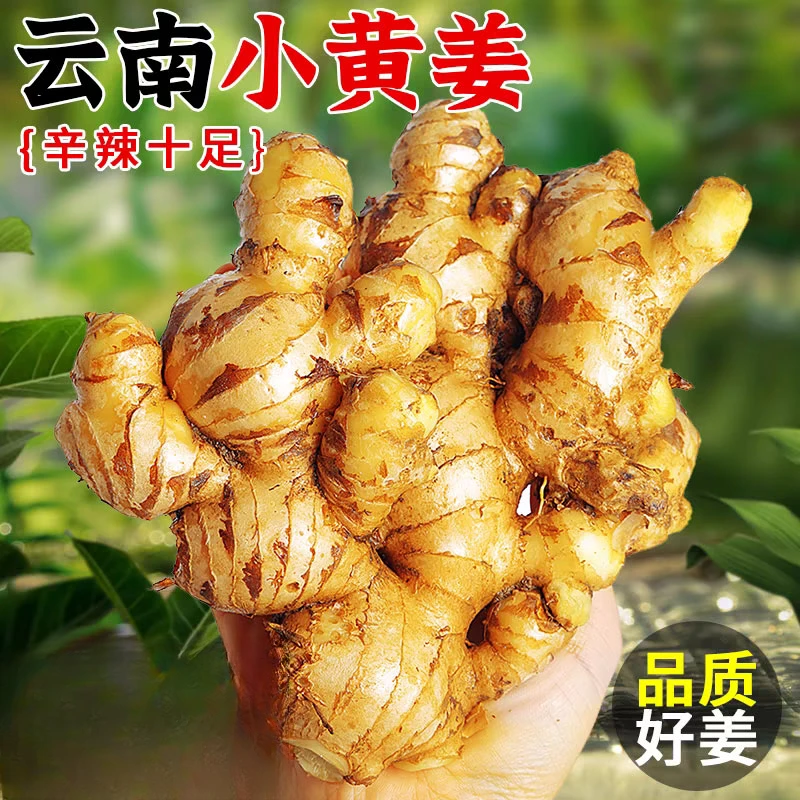 【2025年现挖新老姜】正宗云南小黄姜新鲜采挖老姜整箱批发
