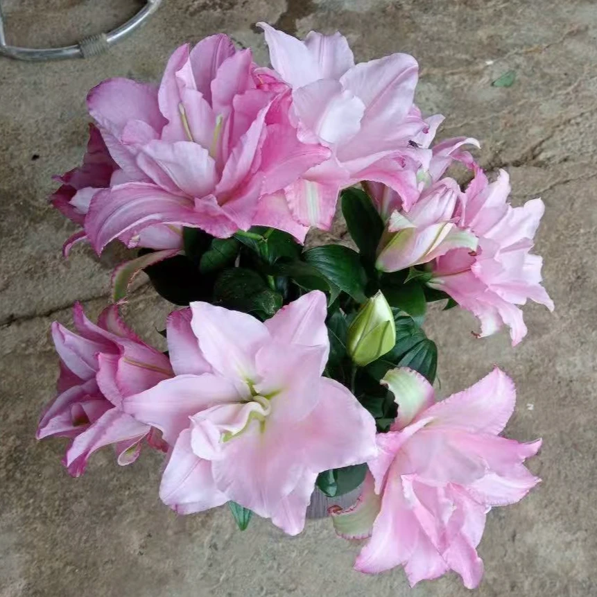 乔乔花屋 1球粉佳人东方系列重瓣香水百合球新品 不带盆土包邮