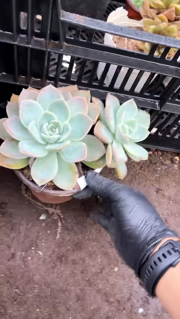 咏*多肉植物一物一拍30106