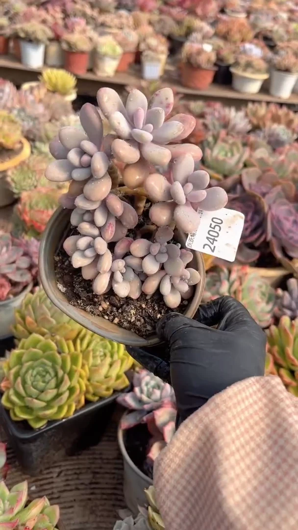 ?**?跃跃精品多肉24050