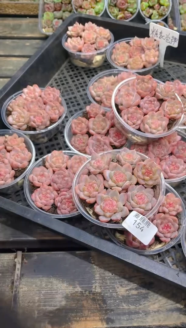 154糖衣炮弹 量拍随机发一盒