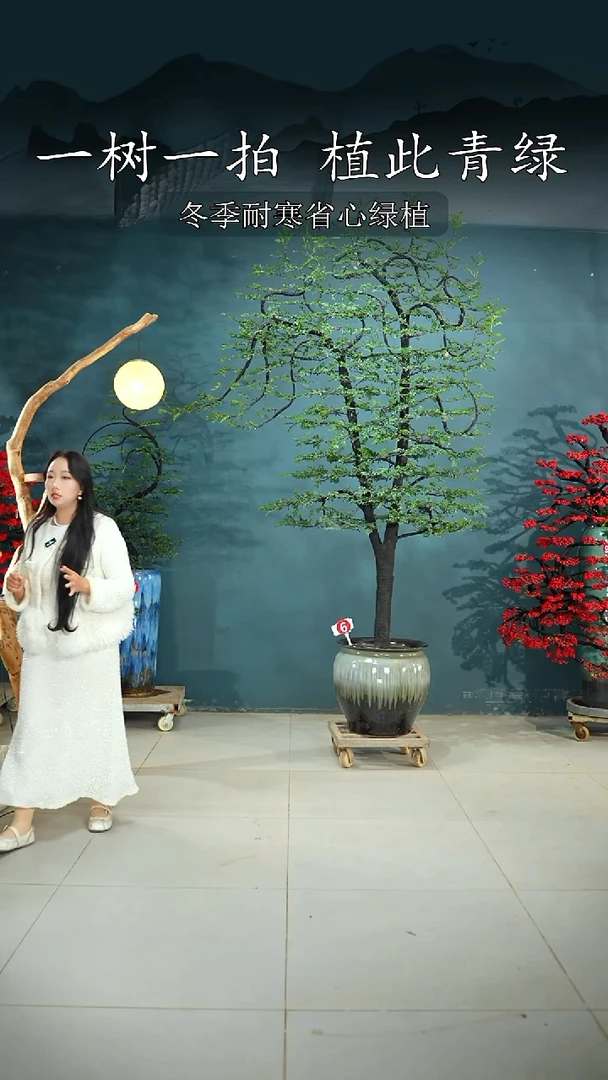 无花朵怎广东小叶紫檀