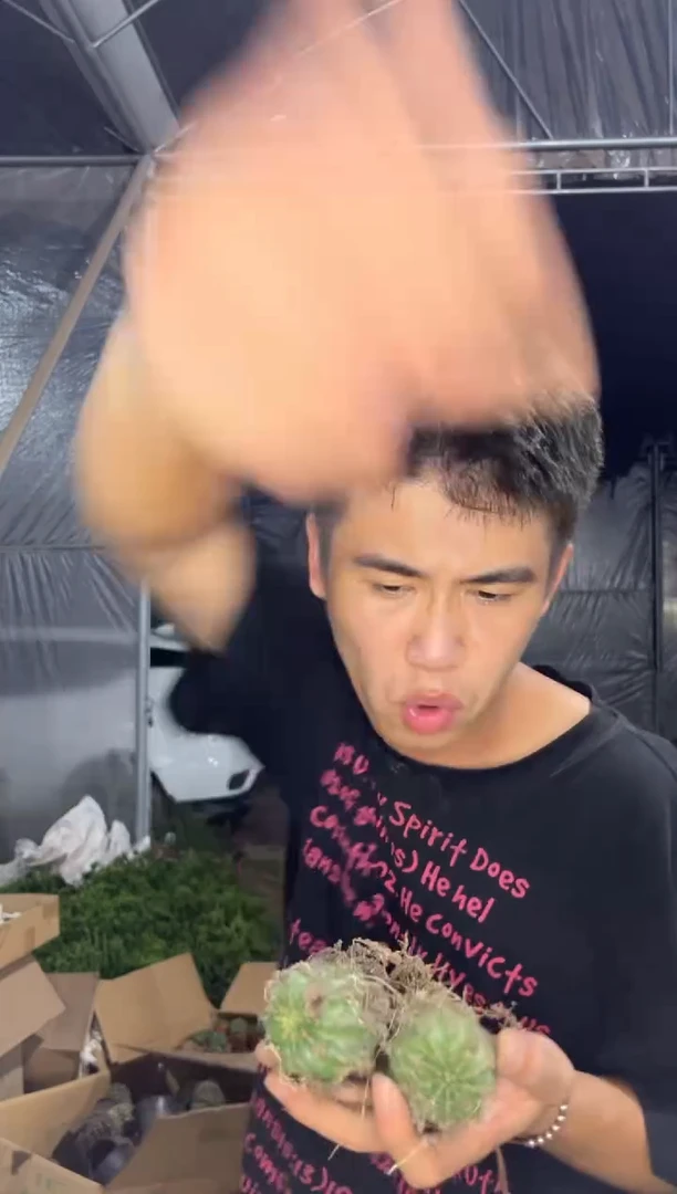 3颗 单头 极光【带根】