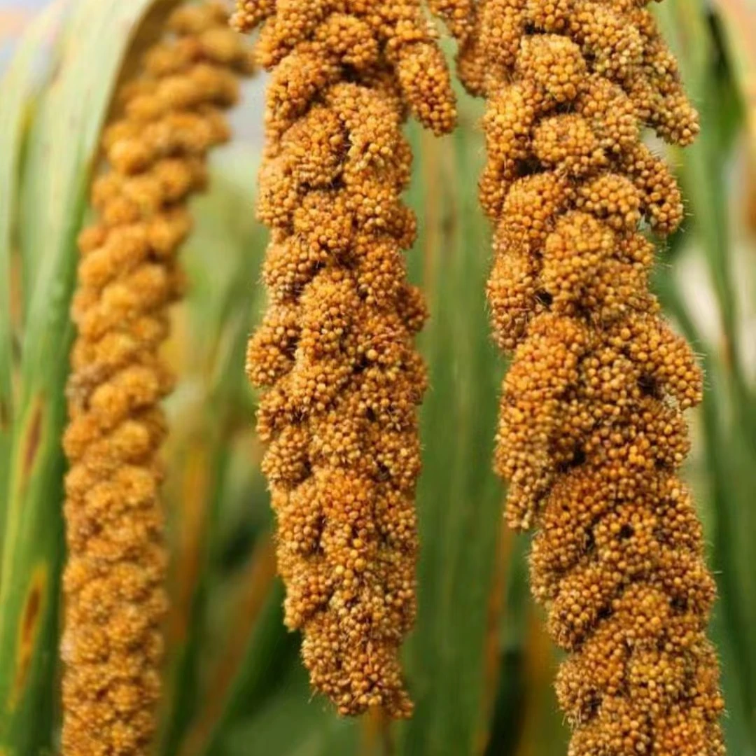 书记甄选——农家小米