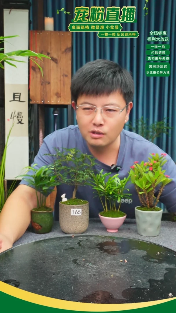 无花朵。*。苔藓微景观165号