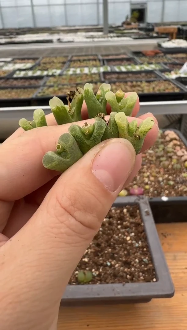 【闪购商品】6----5