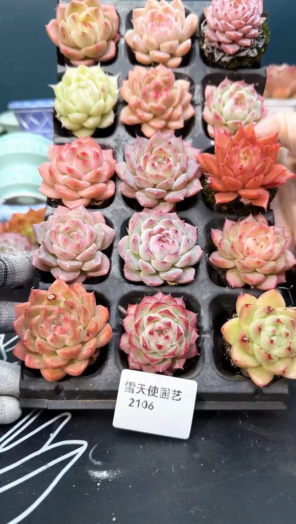 2 106   多肉15  颗