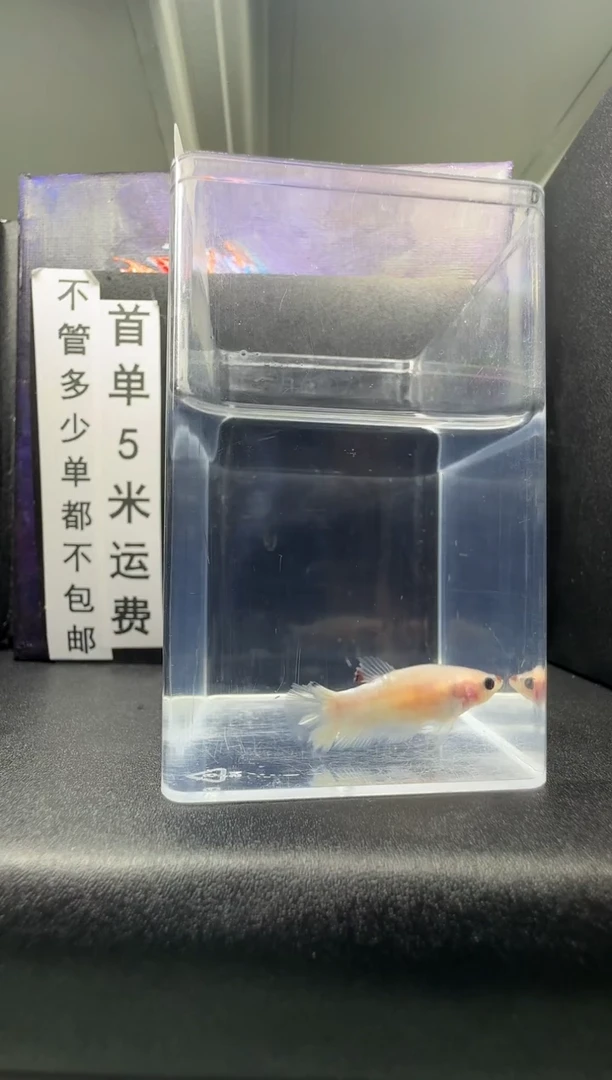 斗鱼母鱼编号：636