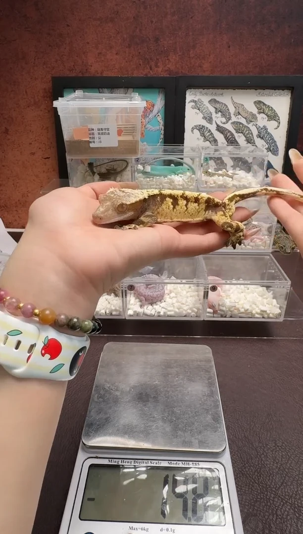 睫角守宫鳞与尾 Scale Tail 爬宠J3